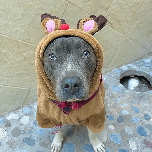 Figurinha de Perritos bonitos 😍 para WhatsApp (3 de 18)