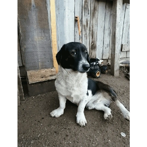 Figurinha de Perritos bonitos 😍 para WhatsApp (5 de 18)