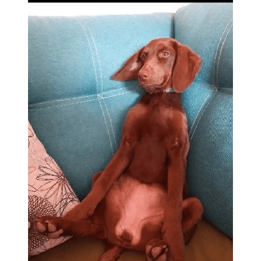 Figurinha de Perritos bonitos 😍 para WhatsApp (6 de 18)