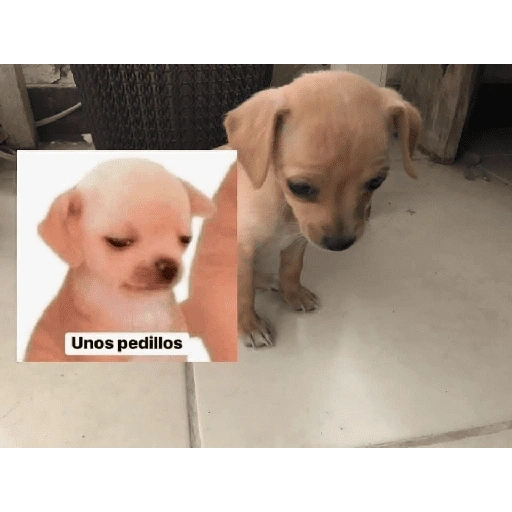 Figurinha de Perritos bonitos 😍 para WhatsApp (7 de 18)