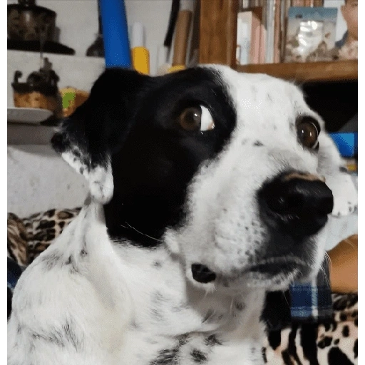Figurinha de Perritos bonitos 😍 para WhatsApp (9 de 18)