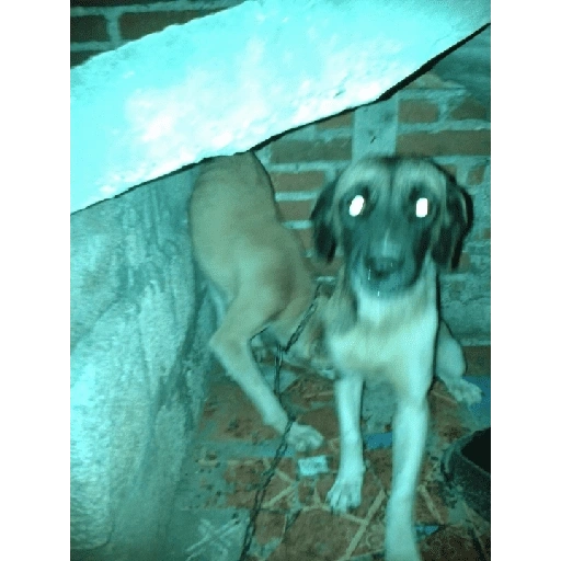 Figurinha de Perritos bonitos 😍 para WhatsApp (10 de 18)