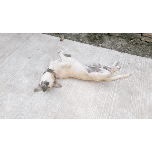Figurinha de Perritos bonitos 😍 para WhatsApp (11 de 18)