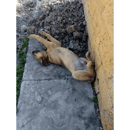 Figurinha de Perritos bonitos 😍 para WhatsApp (12 de 18)