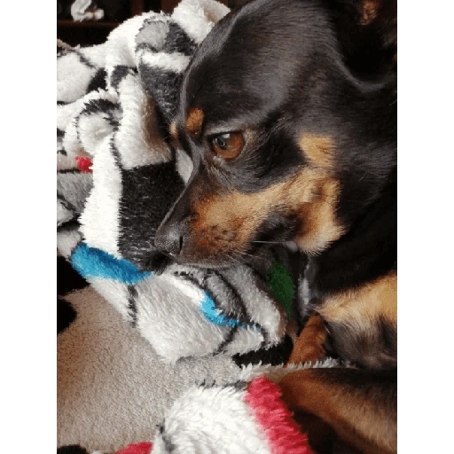 Figurinha de Perritos bonitos 😍 para WhatsApp (13 de 18)