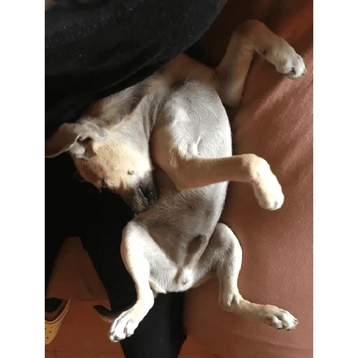 Figurinha de Perritos bonitos 😍 para WhatsApp (14 de 18)
