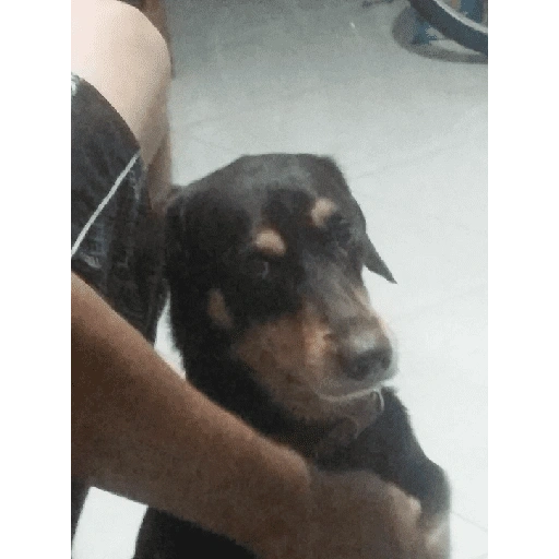 Figurinha de Perritos bonitos 😍 para WhatsApp (15 de 18)
