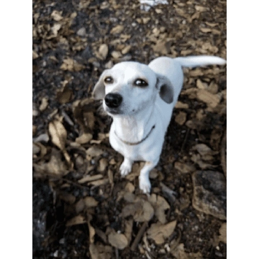 Figurinha de Perritos bonitos 😍 para WhatsApp (16 de 18)