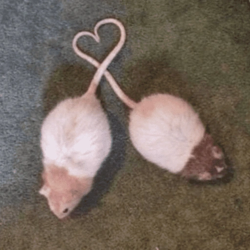 Figurinha de ratinho reativo 🐭 (16 de 17)