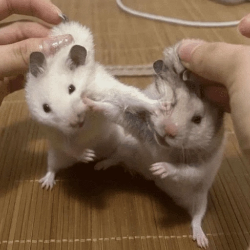 Figurinha de ratinho reativo 🐭 (17 de 17)