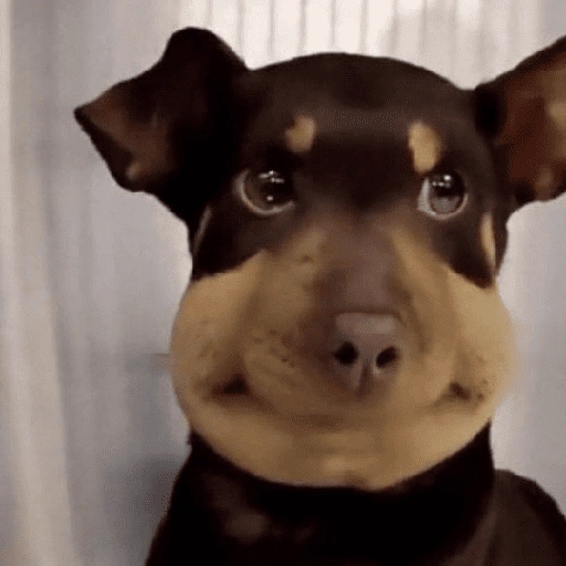 Figurinha de Reações Dogs & Cats🐱🐶 (5 de 15)