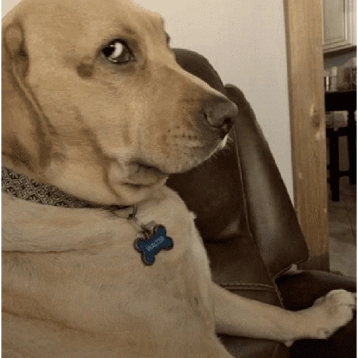Figurinha de Reações dos animais 😂🫵 para WhatsApp (2 de 15)