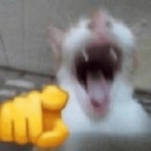 Figurinha de Reações dos animais 😂🫵 para WhatsApp (5 de 15)