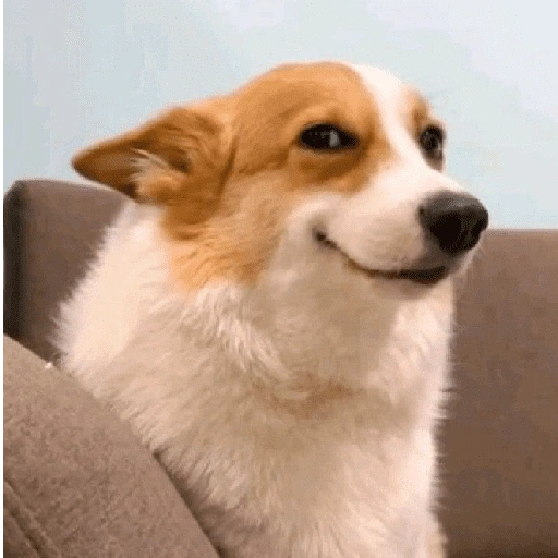 Figurinha de Reações dos animais 😂🫵 para WhatsApp (8 de 15)