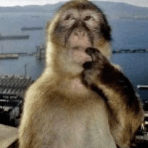 Figurinha de Reações dos animais 😂🫵 para WhatsApp (9 de 15)