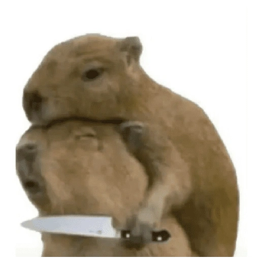 Figurinha de Reações dos animais 😂🫵 para WhatsApp (10 de 15)
