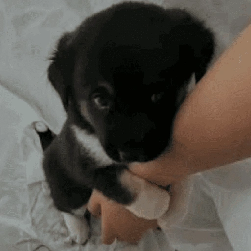 Figurinha de Reações dos animais 😂🫵 para WhatsApp (12 de 15)