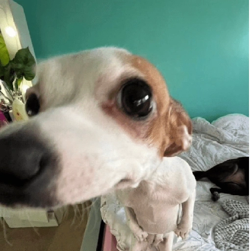 Figurinha de Reações dos animais 😂🫵 para WhatsApp (14 de 15)