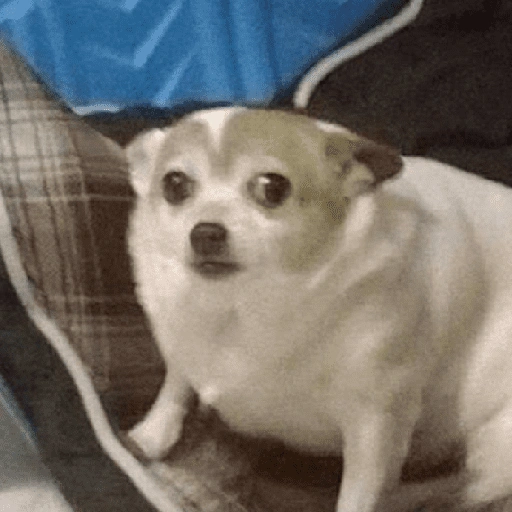 Figurinha de Reações dos animais 😂🫵 para WhatsApp (15 de 15)
