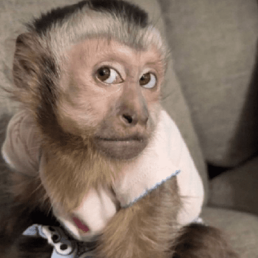 Figurinhas de Reações dos animais 😂🫵 para WhatsApp