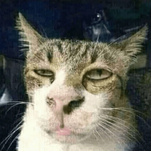 Figurinha de Reações gatos para WhatsApp (1 de 16)