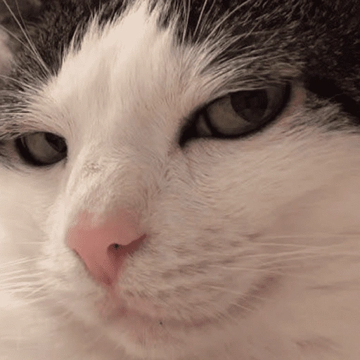 Figurinha de Reações gatos para WhatsApp (2 de 16)