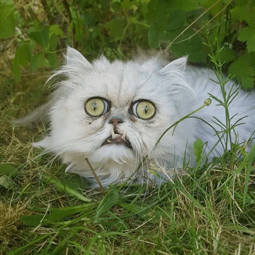 Figurinha de Reações gatos para WhatsApp (3 de 16)