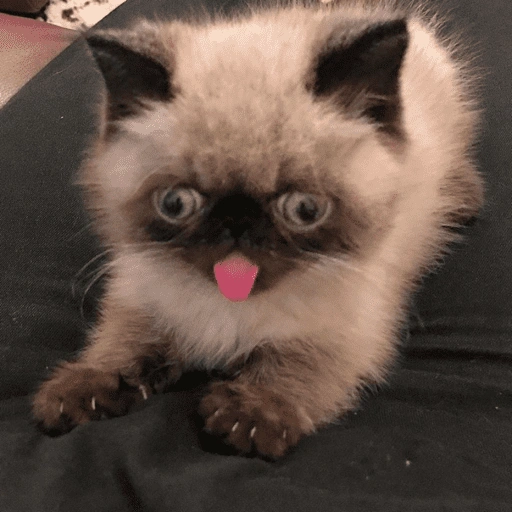 Figurinha de Reações gatos para WhatsApp (4 de 16)