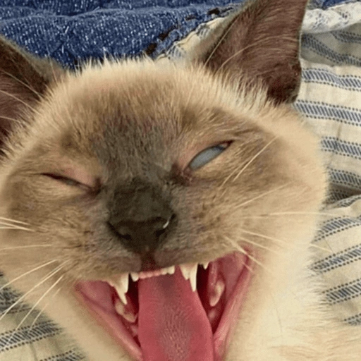 Figurinha de Reações gatos para WhatsApp (5 de 16)