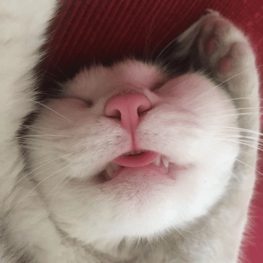 Figurinha de Reações gatos para WhatsApp (6 de 16)