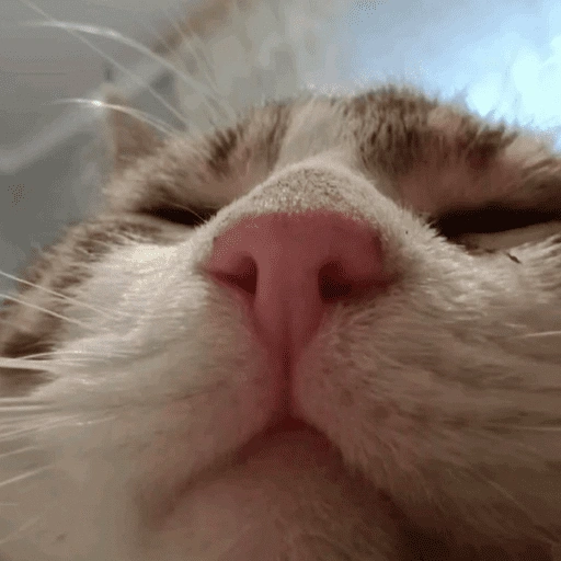 Figurinha de Reações gatos para WhatsApp (7 de 16)