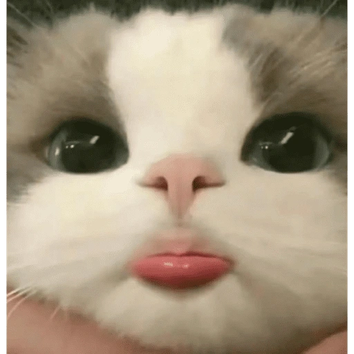 Figurinha de Reações gatos para WhatsApp (8 de 16)