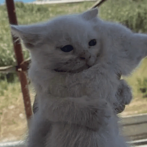 Figurinha de Reações gatos para WhatsApp (9 de 16)