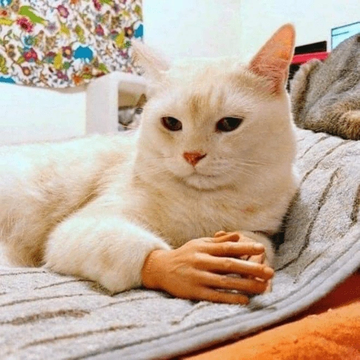 Figurinha de Reações gatos para WhatsApp (11 de 16)