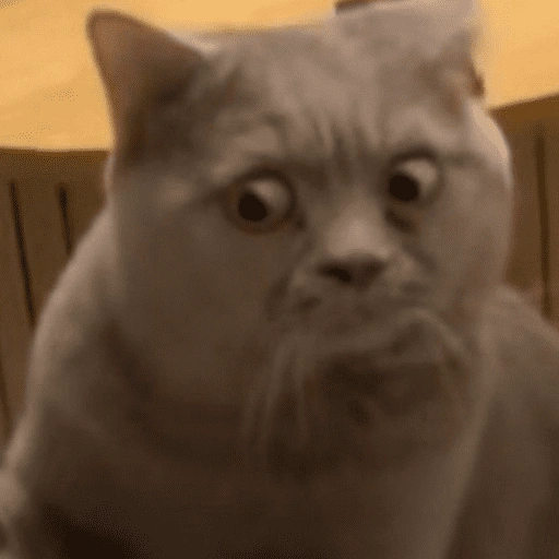 Figurinha de Reações gatos para WhatsApp (14 de 16)