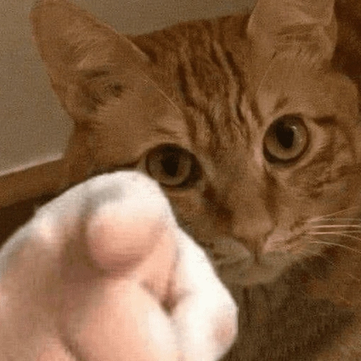 Figurinha de Reações gatos para WhatsApp (16 de 16)