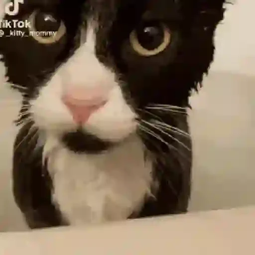 Figurinha de Tiktok Viral pack para WhatsApp (9 de 15)